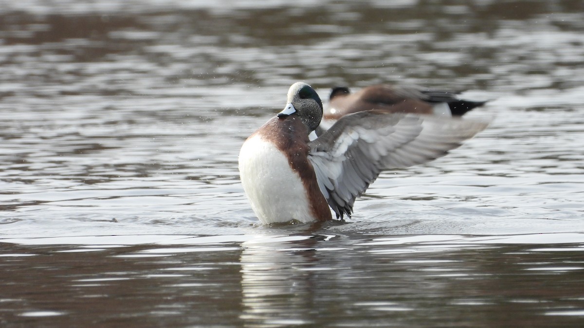 American Wigeon - ML612755280