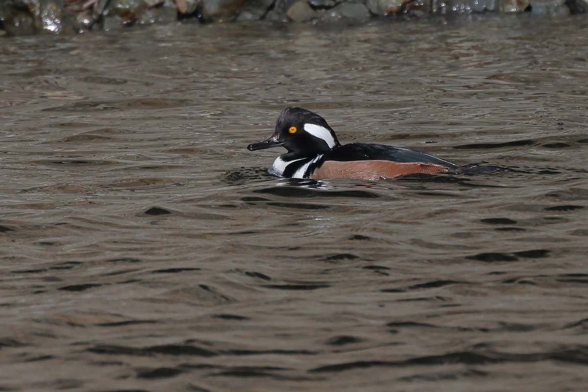 Hooded Merganser - ML612755300