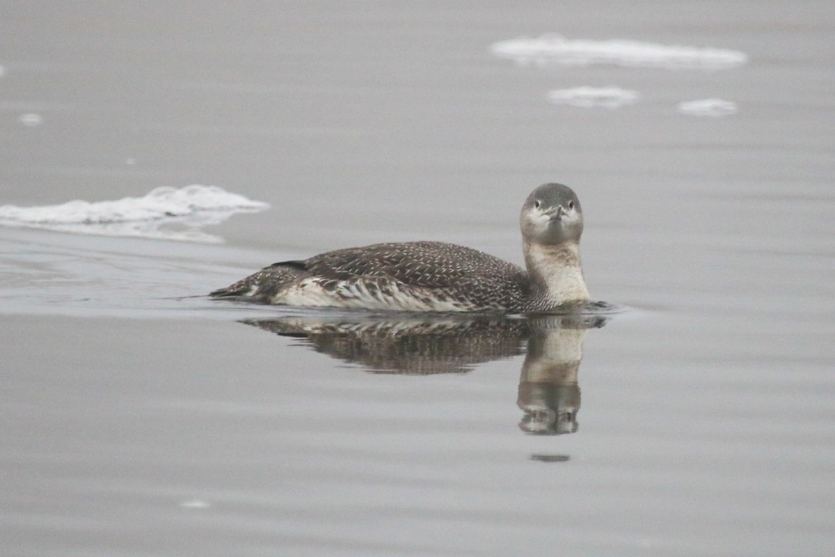 Red-throated Loon - ML612755321