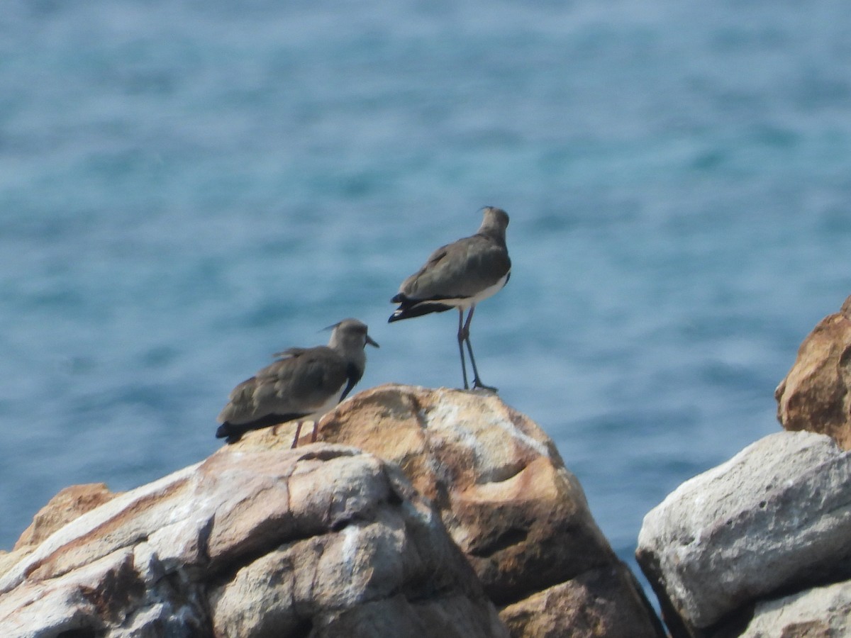 Southern Lapwing - ML612755407