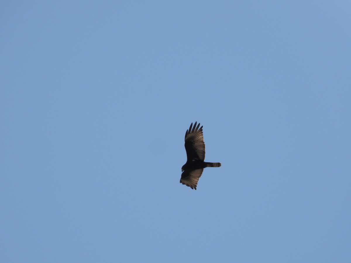 Zone-tailed Hawk - Bogdan  Rudzionek
