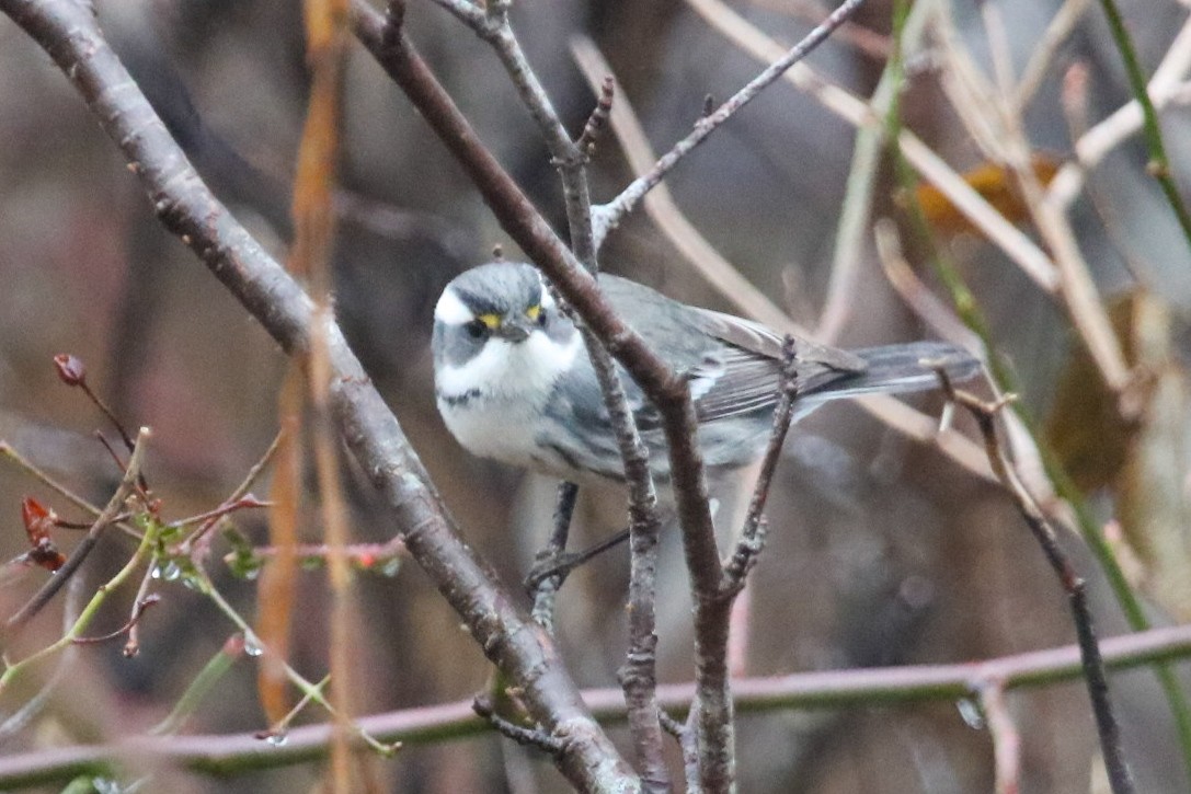 Black-throated Gray Warbler - ML612755444