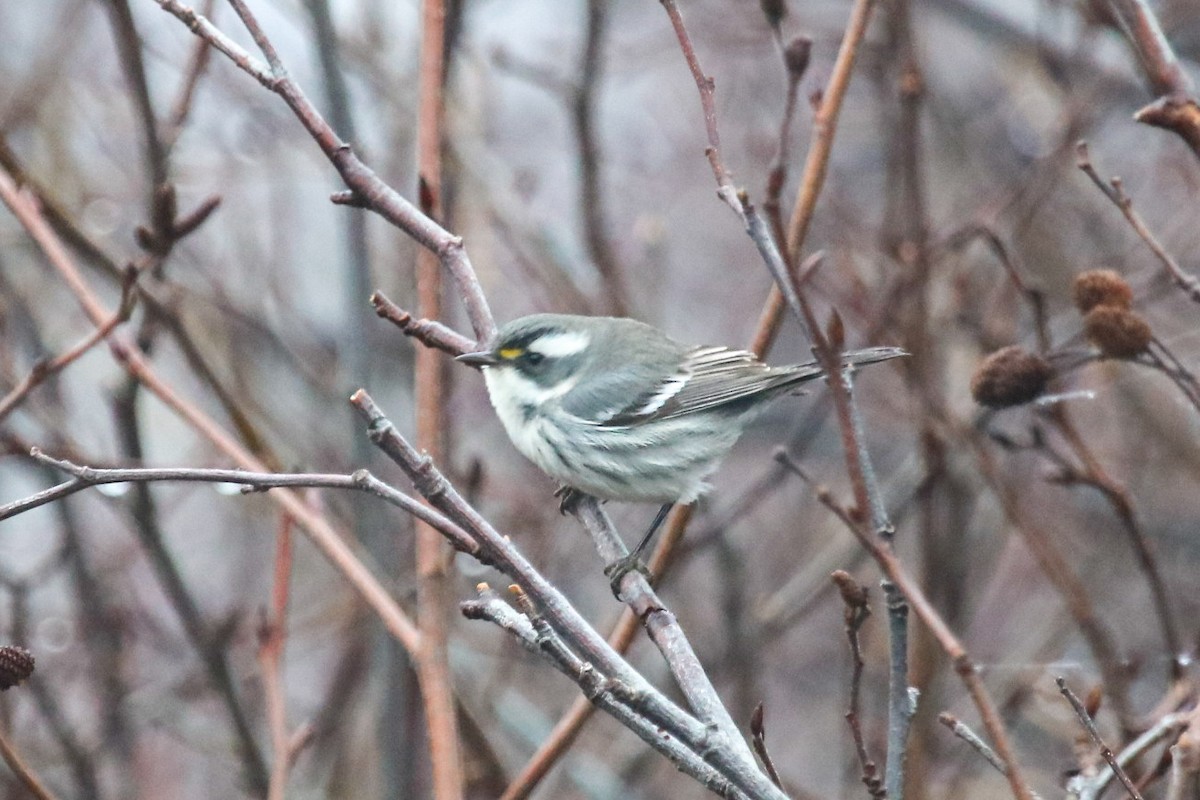 Black-throated Gray Warbler - ML612755445