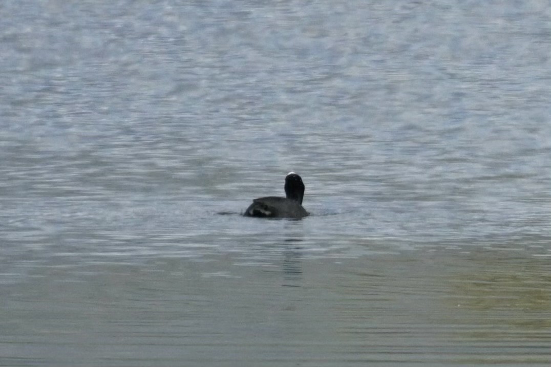 Hawaiian Coot (White-shielded) - ML612755451