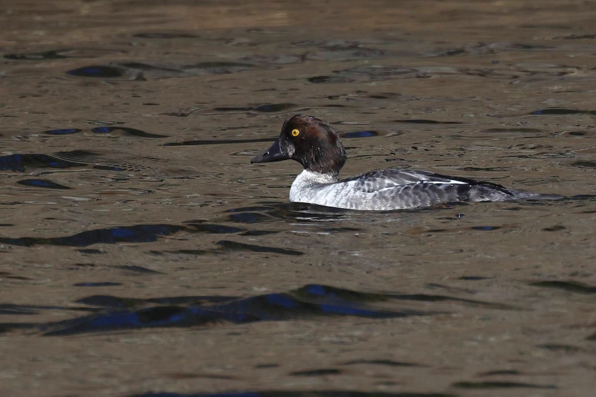 Common Goldeneye - ML612755485