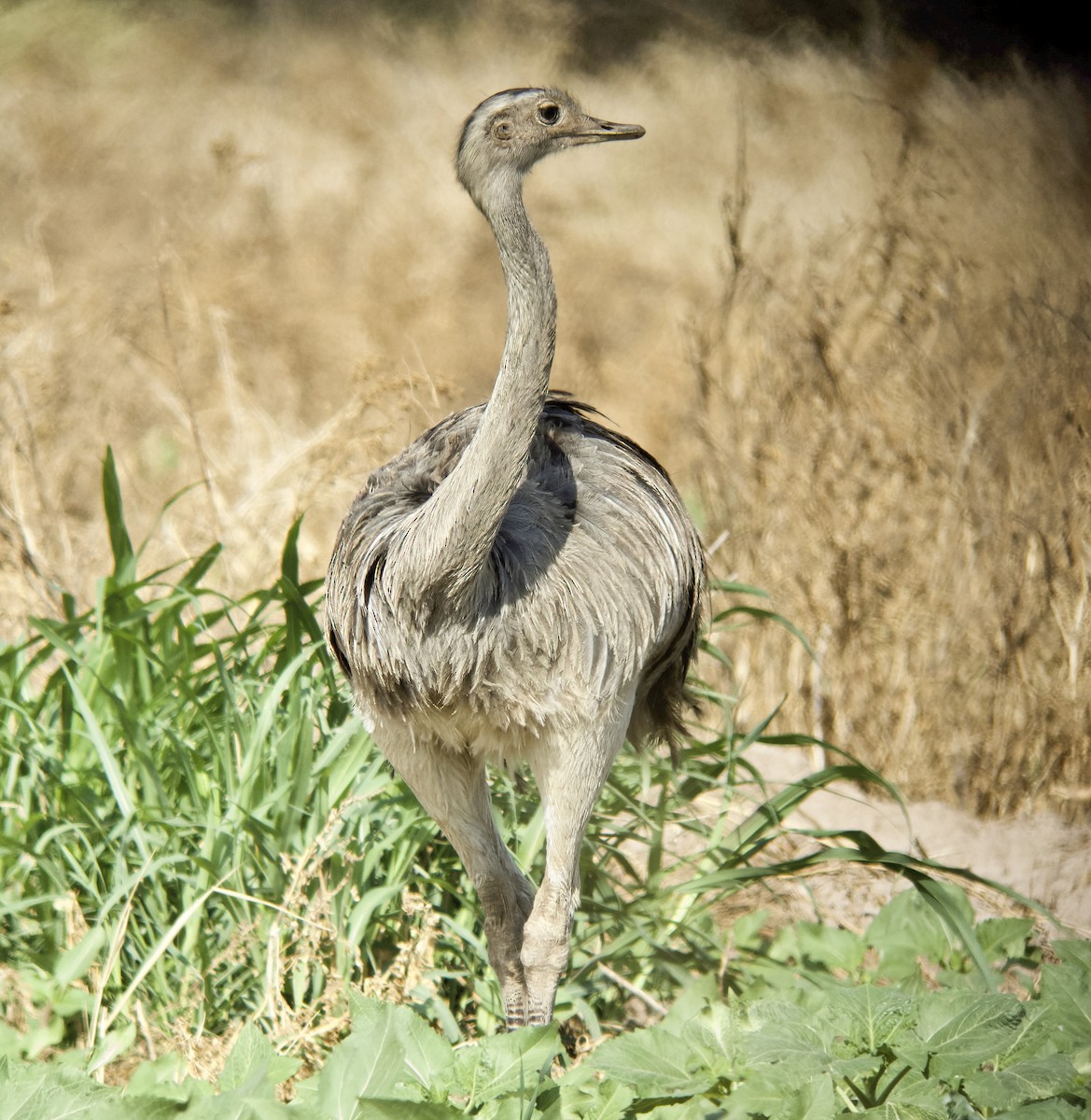 Greater Rhea - ML612755510