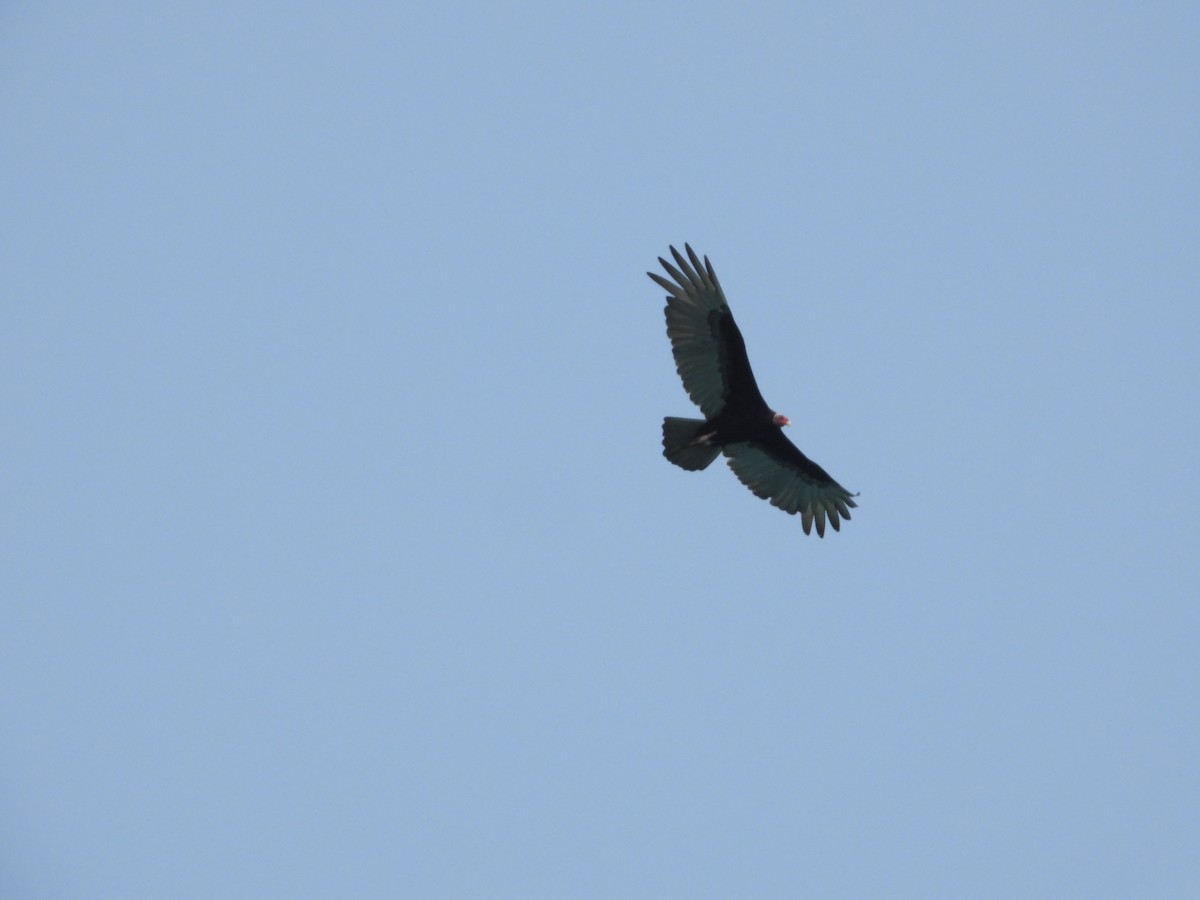 Turkey Vulture - ML612755537