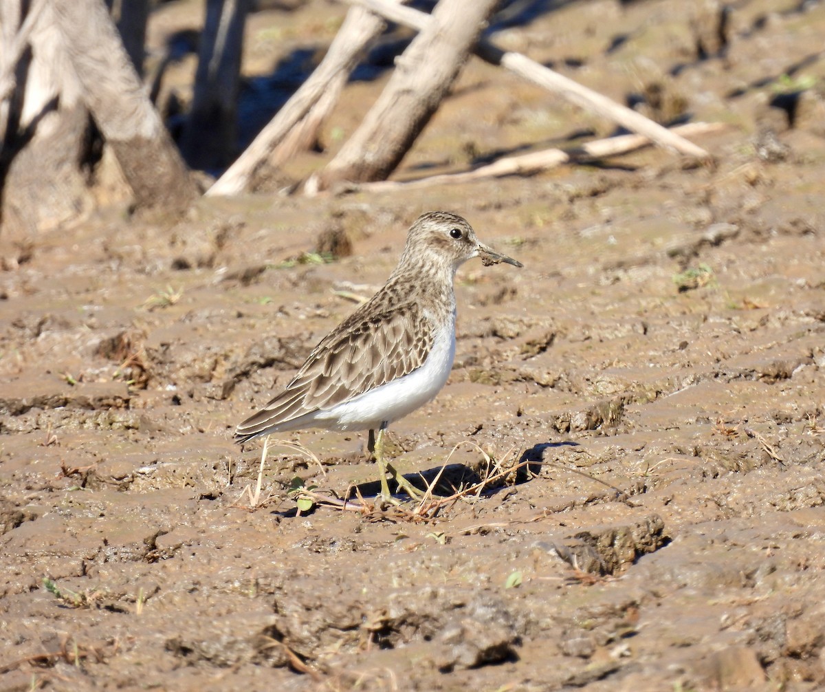 Least Sandpiper - ML612755627