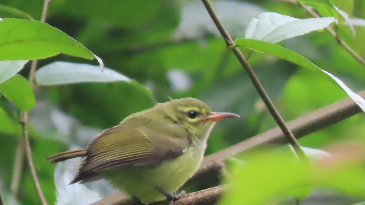 Little Green Sunbird - David Russell