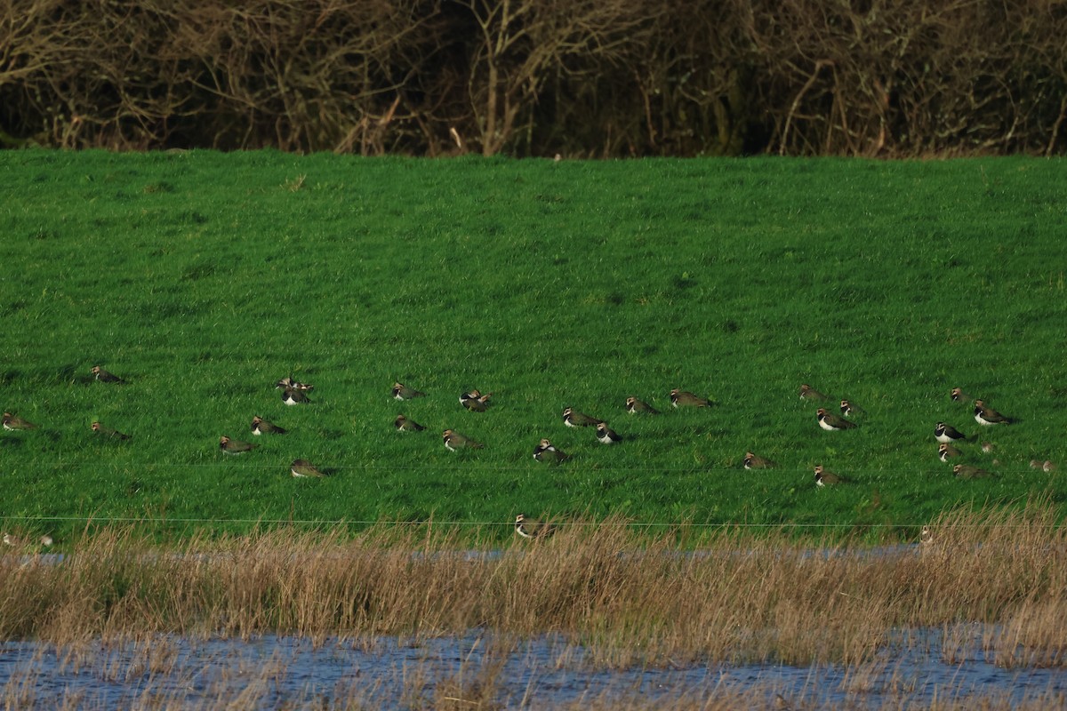 Northern Lapwing - ML612755715