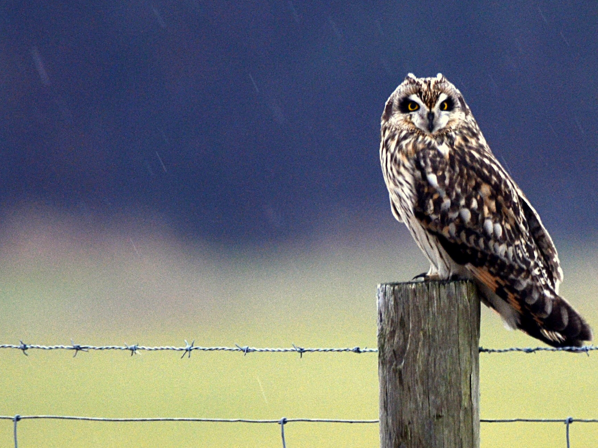 Short-eared Owl - Myron Frost