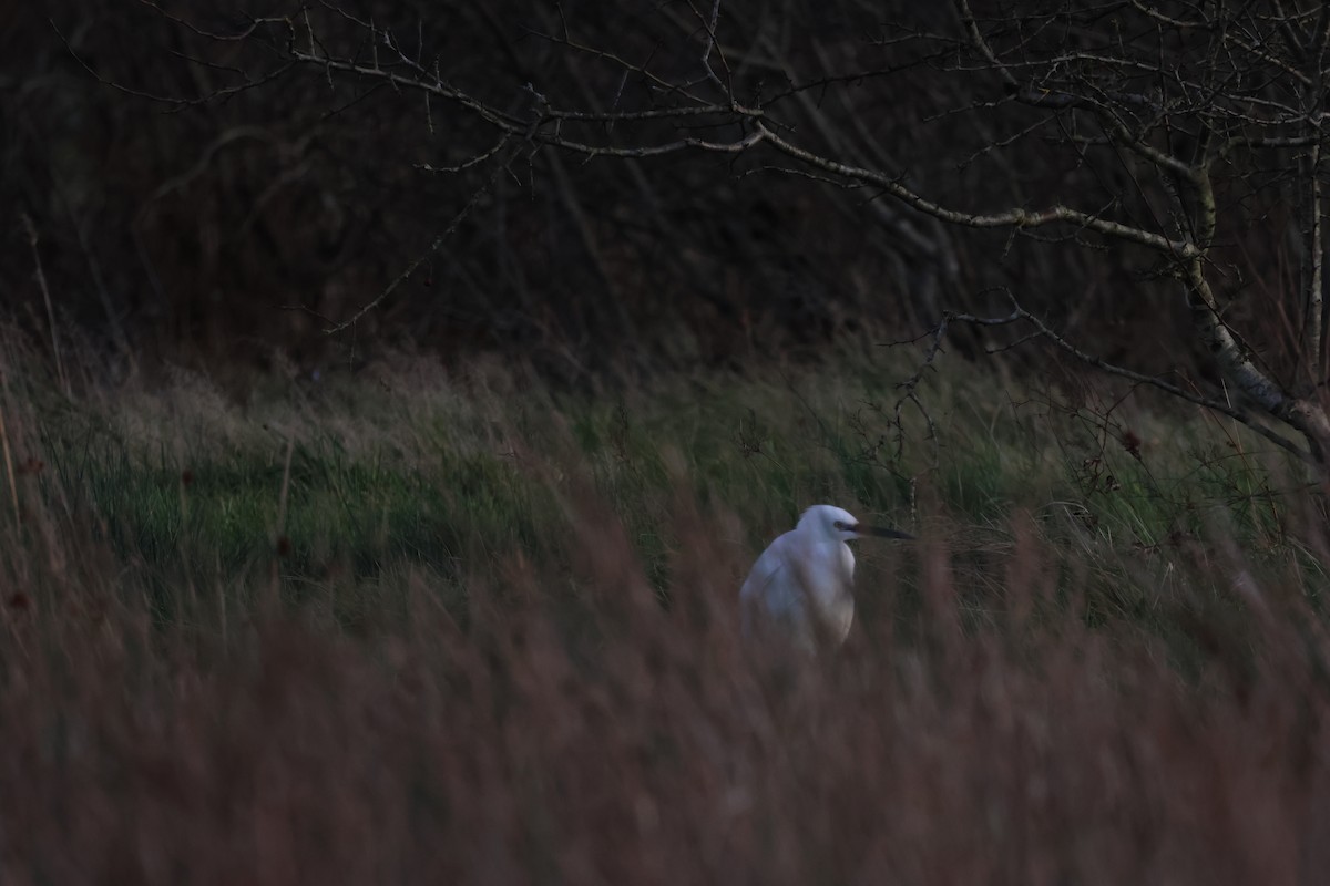 Little Egret - ML612755768