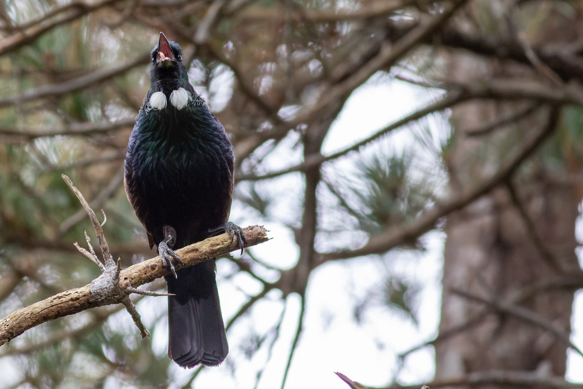 Tui - ML612755808