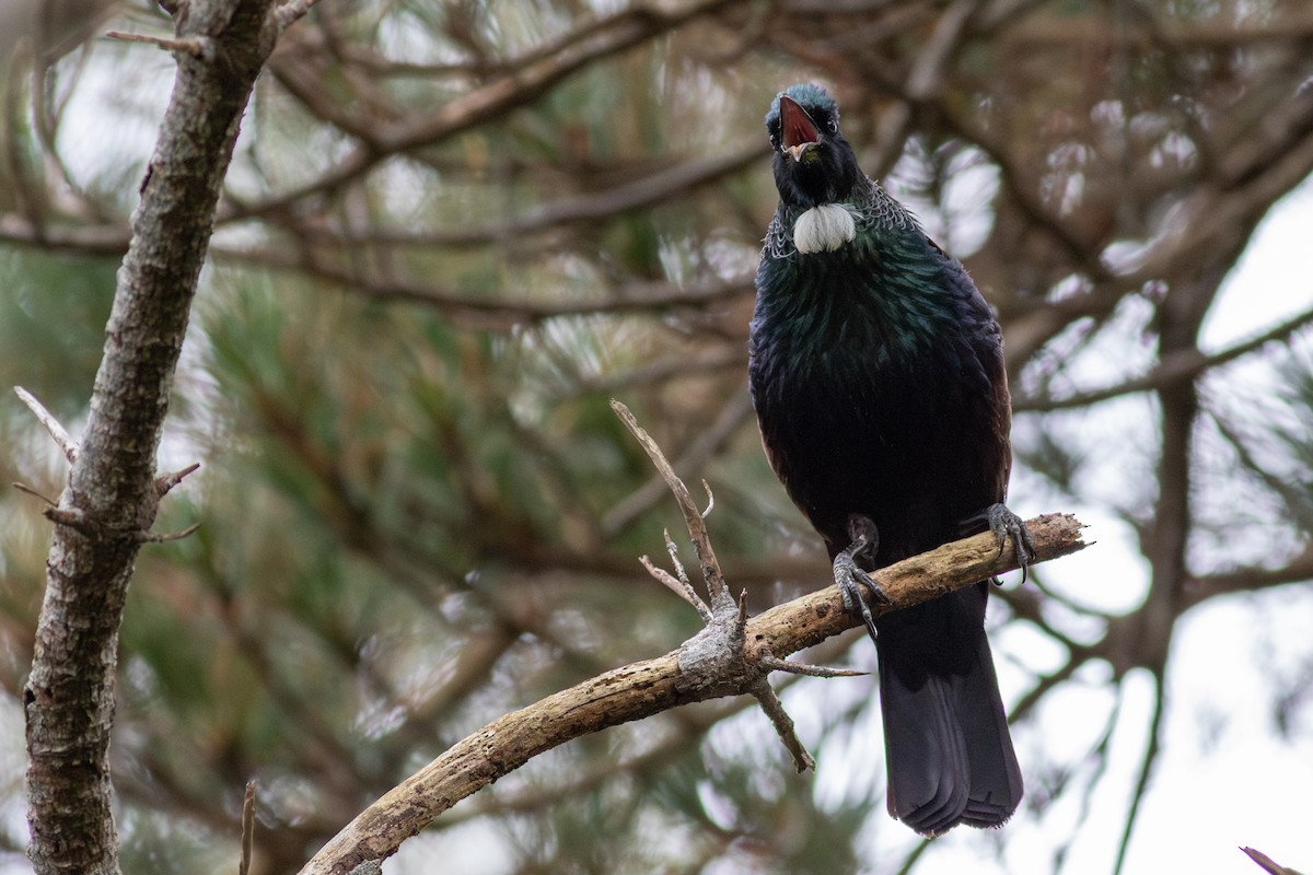 Tui - ML612755809