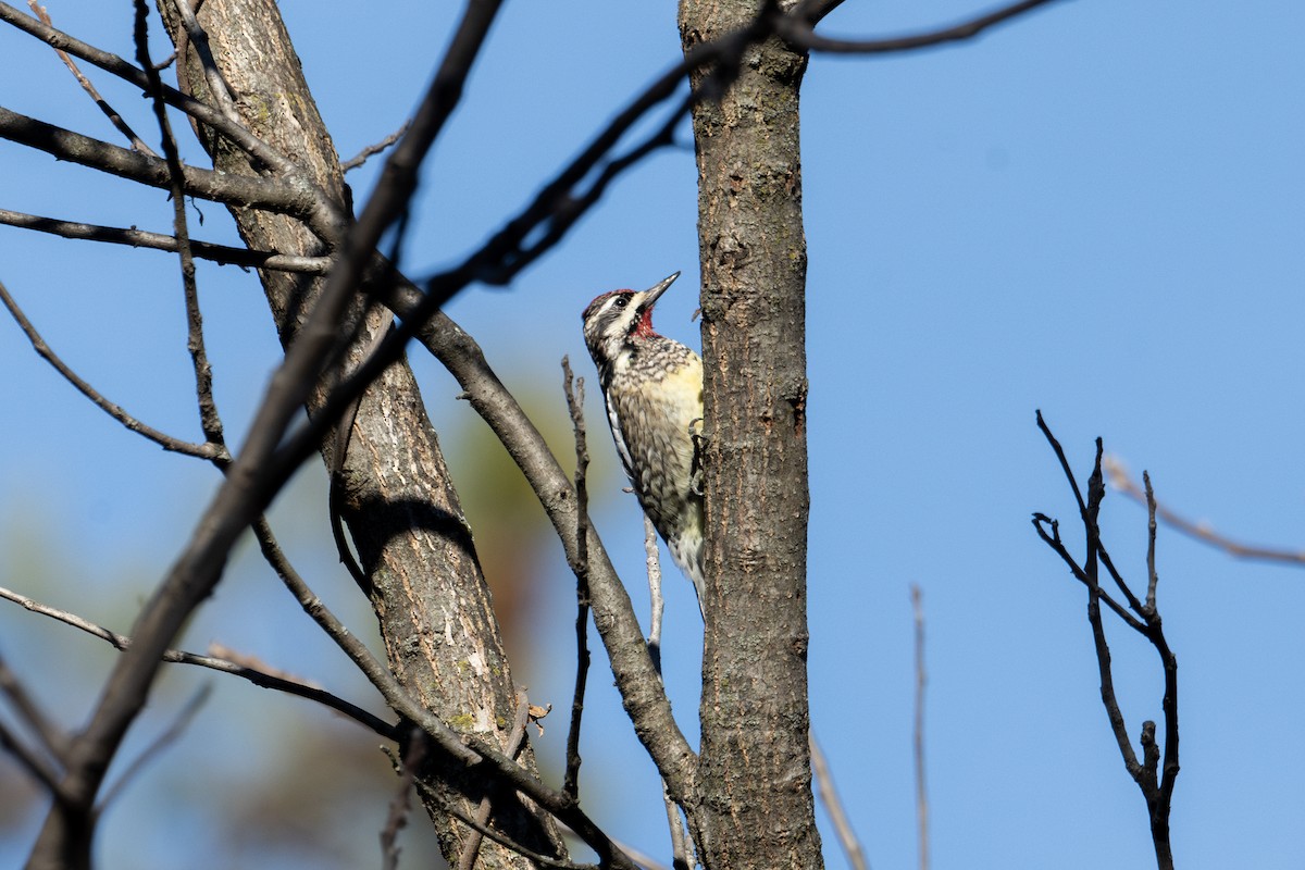 Yellow-bellied Sapsucker - ML612755820