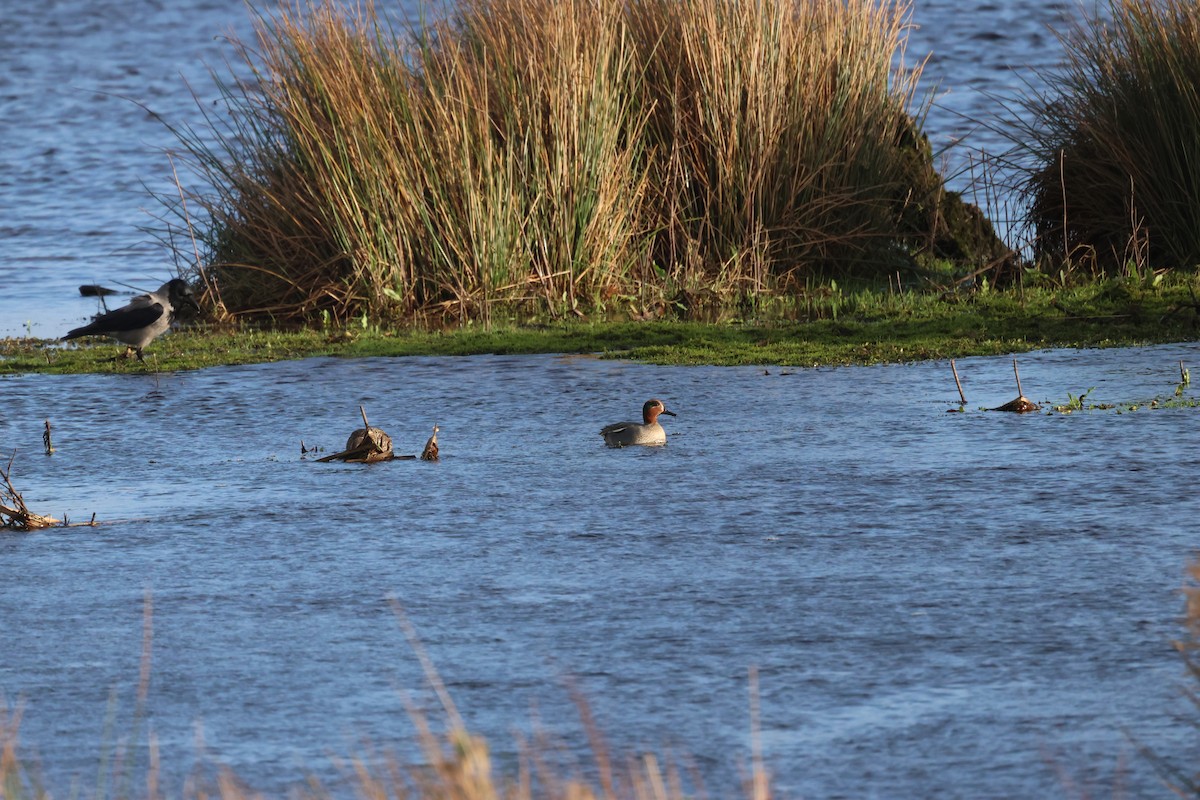 Green-winged Teal (Eurasian) - ML612755909