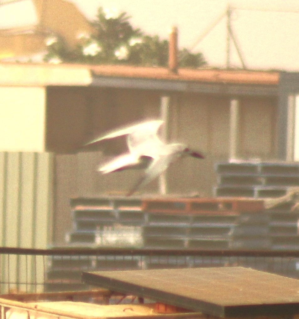 Gull-billed Tern - ML612755994