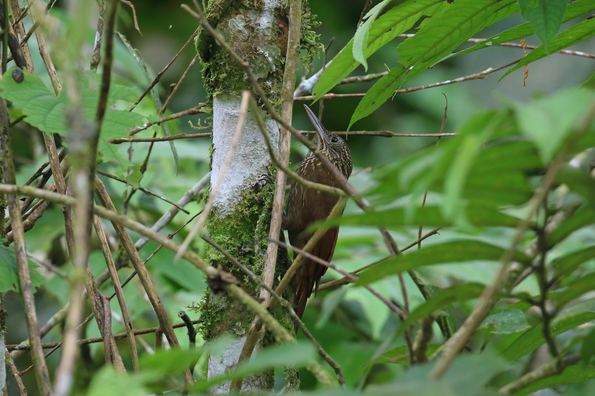 Elegant Woodcreeper - ML612756026