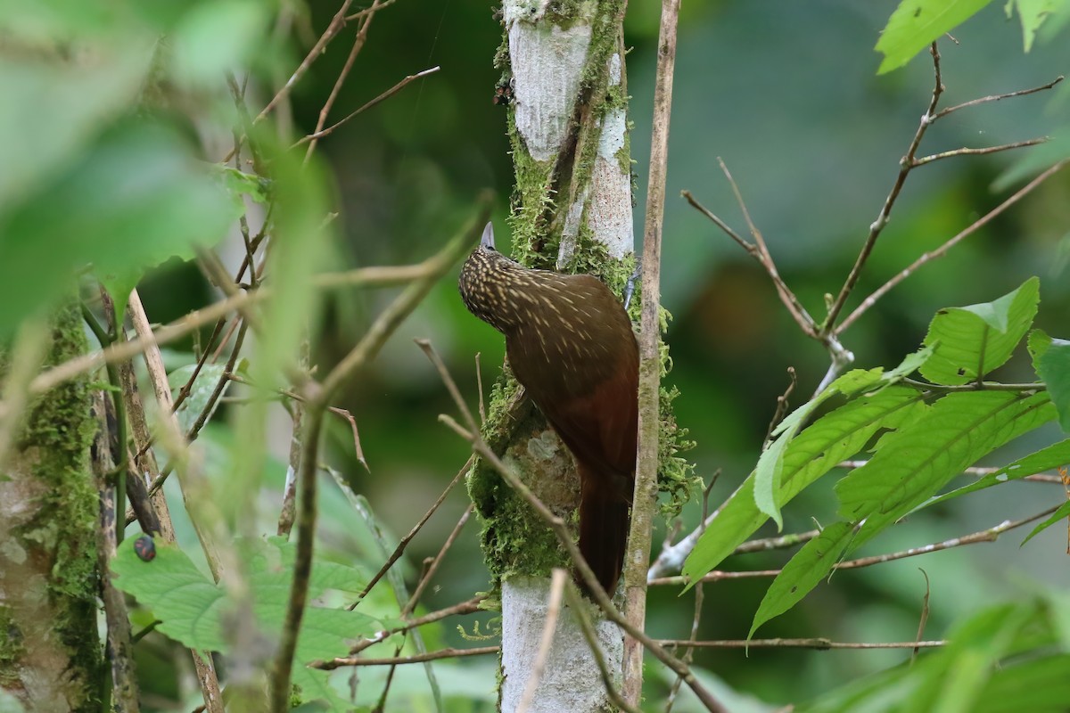 Elegant Woodcreeper - ML612756032