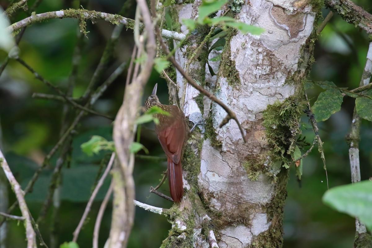 Elegant Woodcreeper - ML612756033