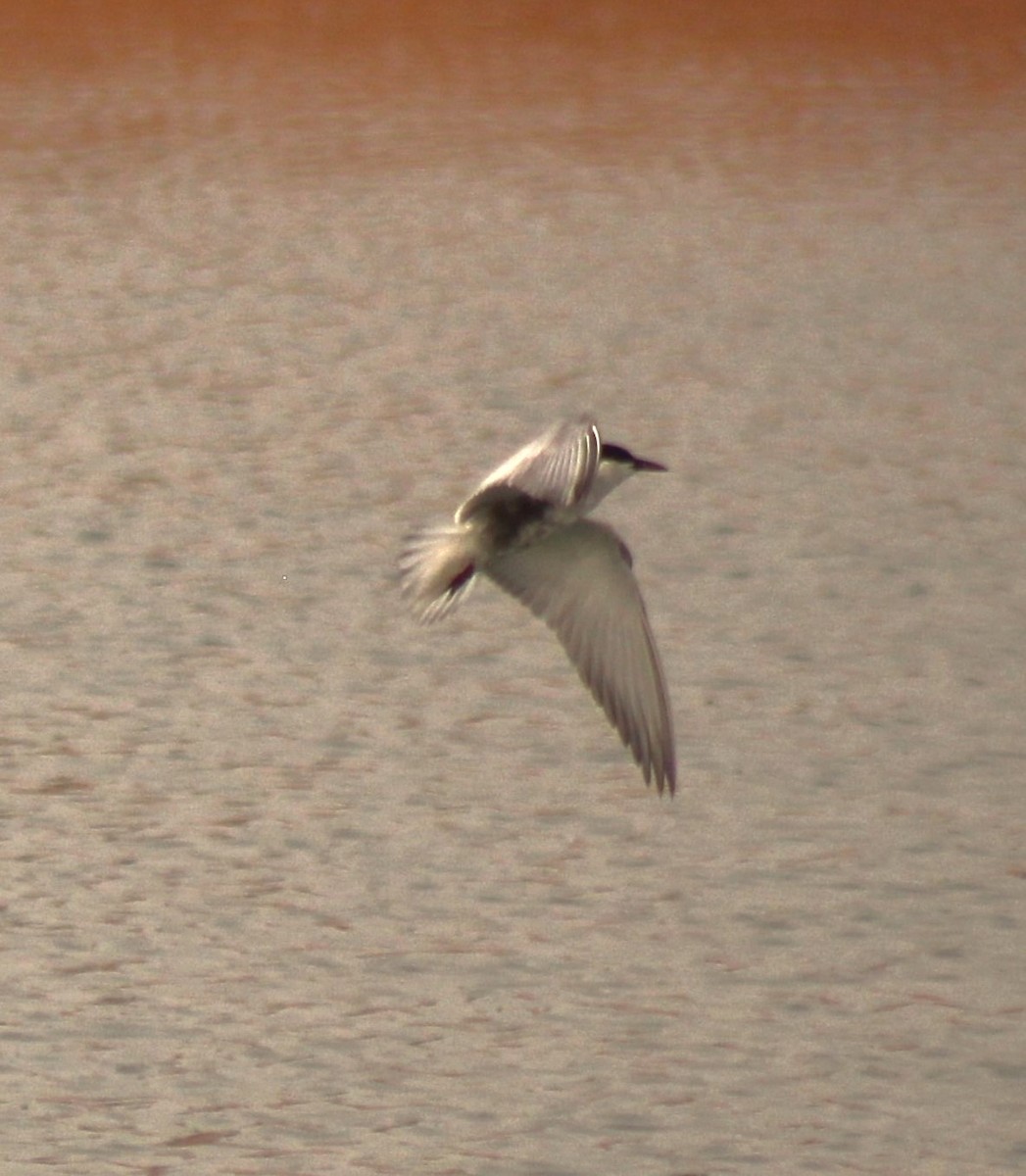 Whiskered Tern - ML612756044