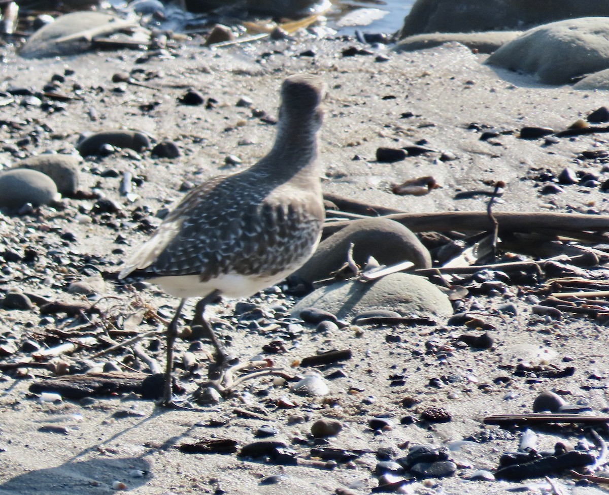 Black-bellied Plover - ML612756063