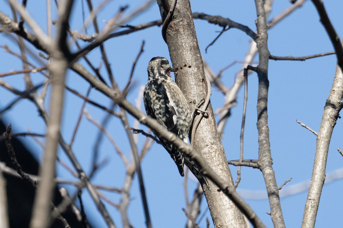 Yellow-bellied Sapsucker - ML612756065