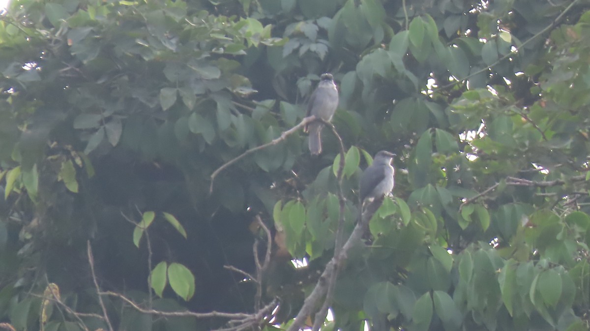 Tessmann's Flycatcher - ML612756069