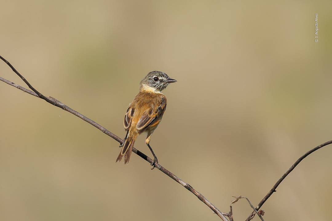 Bearded Tachuri - ML612756077