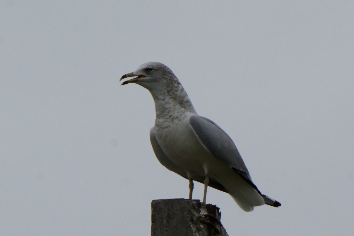 Ring-billed Gull - ML612756212