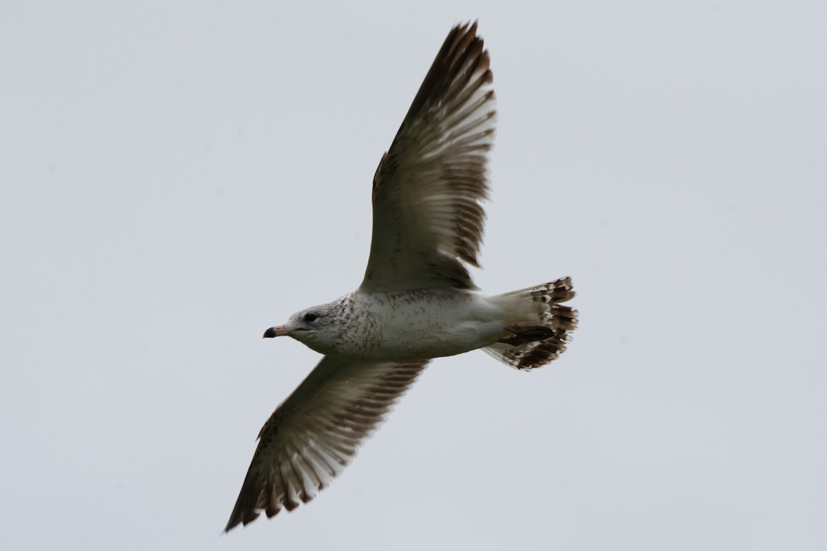 Ring-billed Gull - Taylor Zeglam