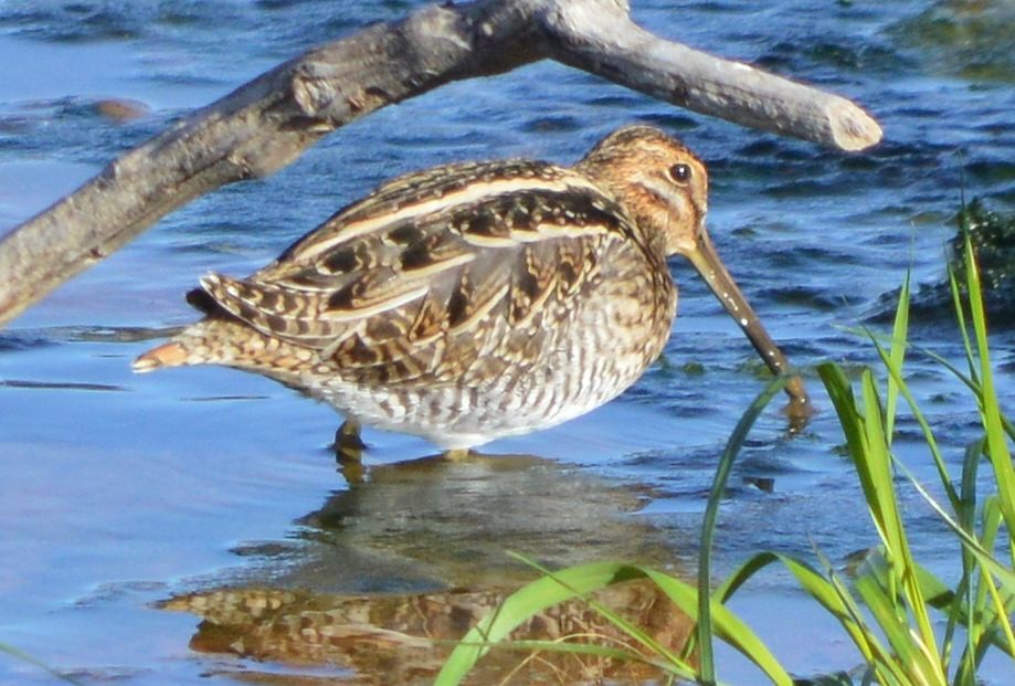 Wilson's Snipe - ML612756223