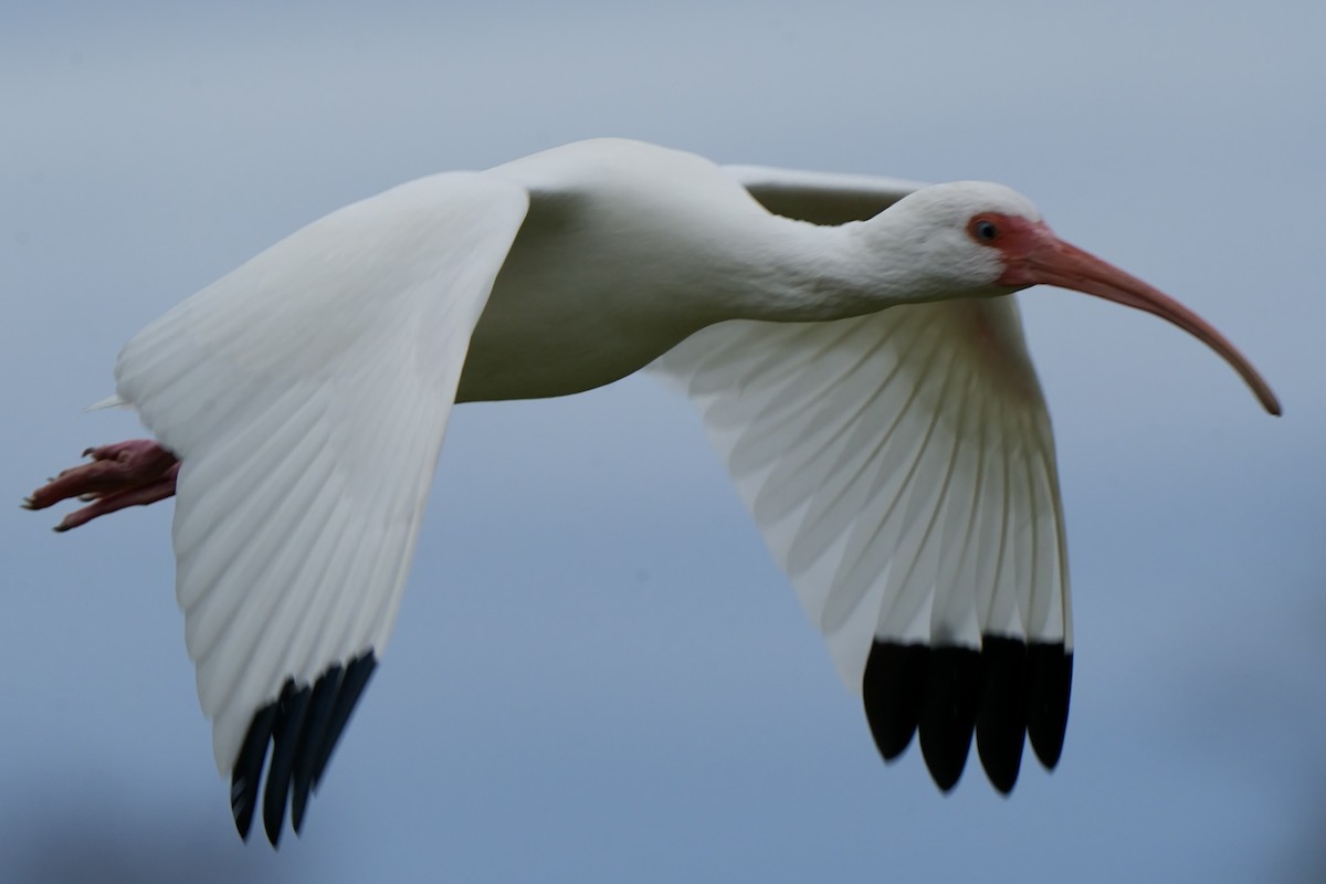 ibis bílý - ML612756233
