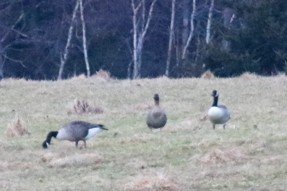 Pink-footed Goose - ML612756257