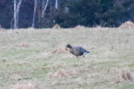 Pink-footed Goose - ML612756259