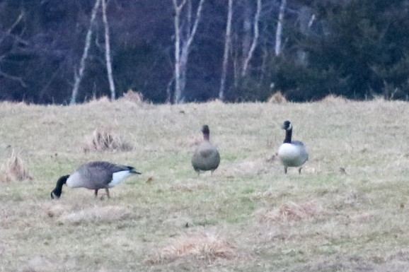 Pink-footed Goose - ML612756260