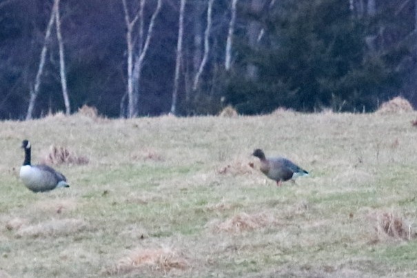 Pink-footed Goose - ML612756261