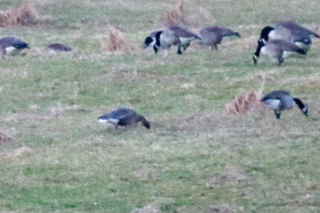 Pink-footed Goose - ML612756266