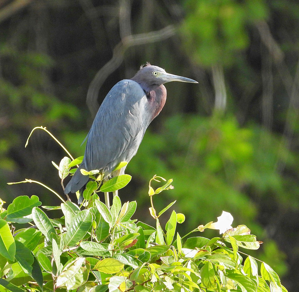 Little Blue Heron - ML612756440