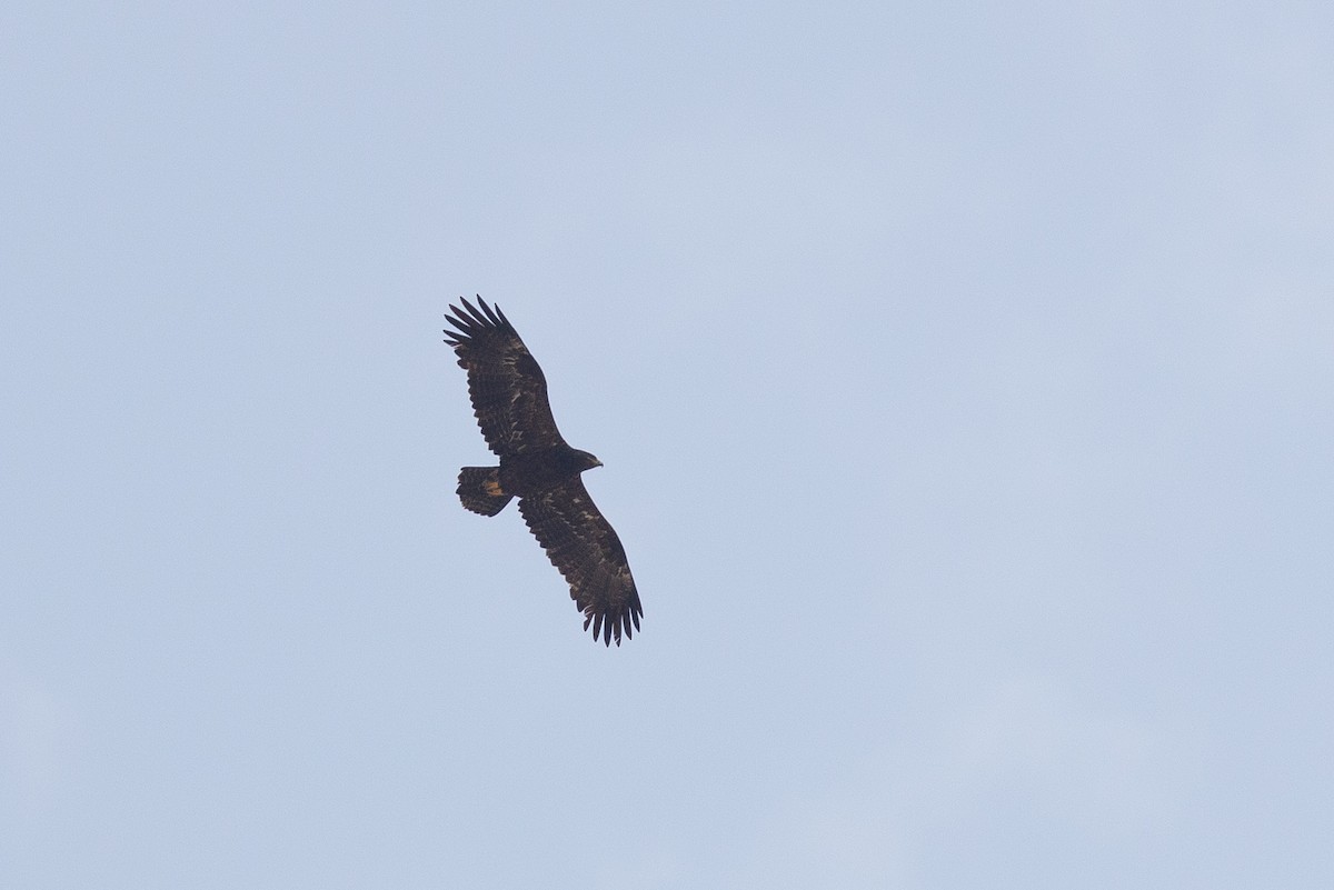 Águila Esteparia - ML612756457