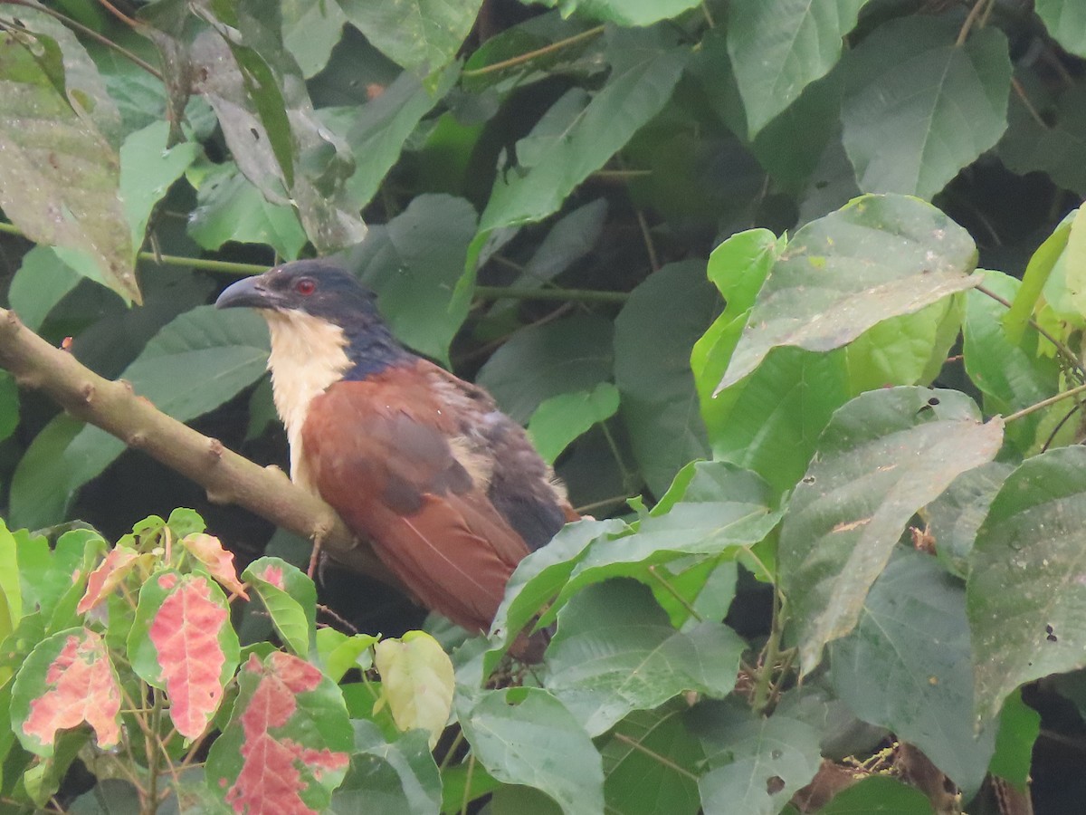 Blue-headed Coucal - ML612756483