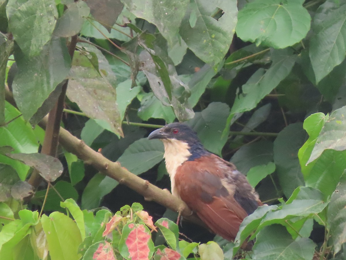 Blue-headed Coucal - ML612756484