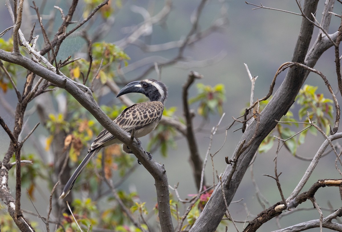 African Gray Hornbill - Krzysztof Jankowski