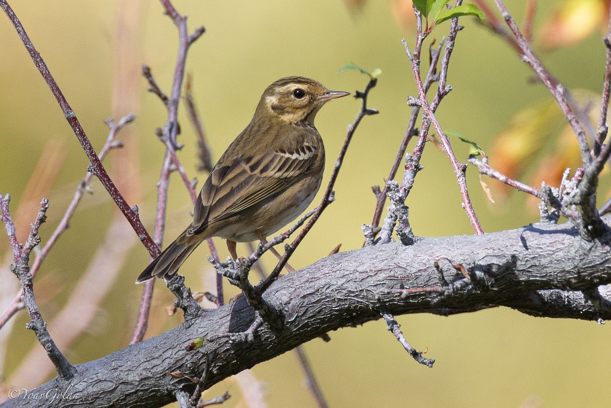 Olive-backed Pipit - Yoav Golan
