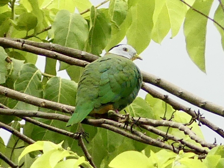 Black-naped Fruit-Dove - ML612756683