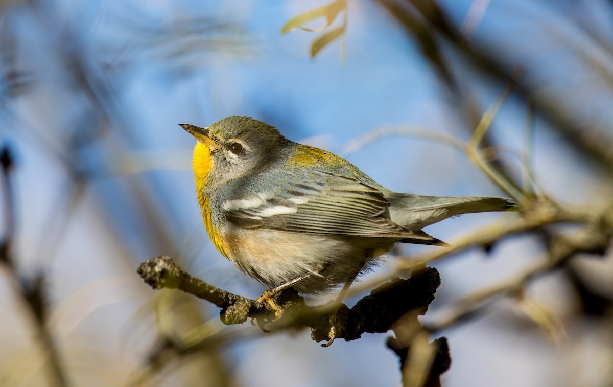 Northern Parula - ML612756751