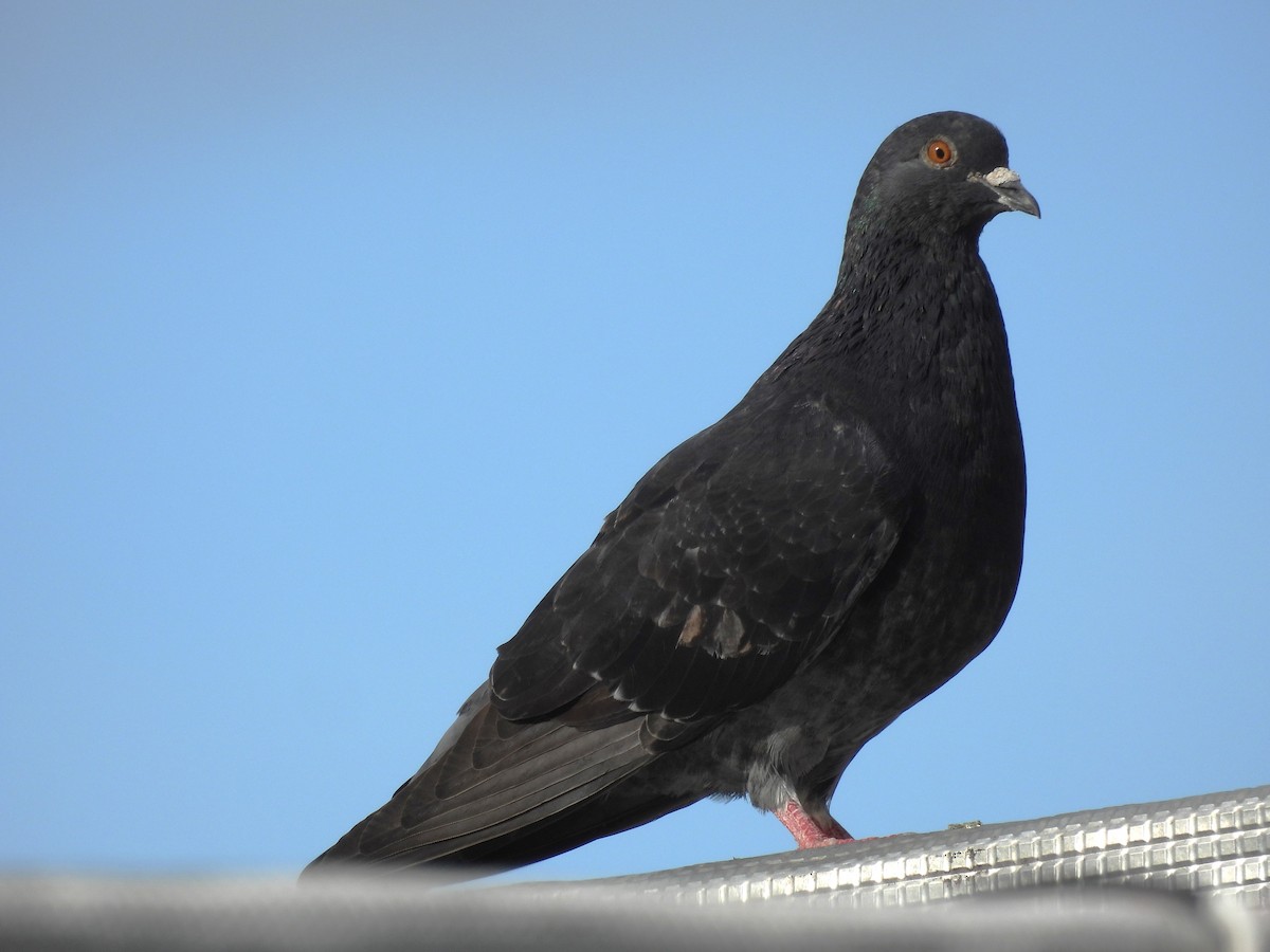 Rock Pigeon (Feral Pigeon) - ML612756767