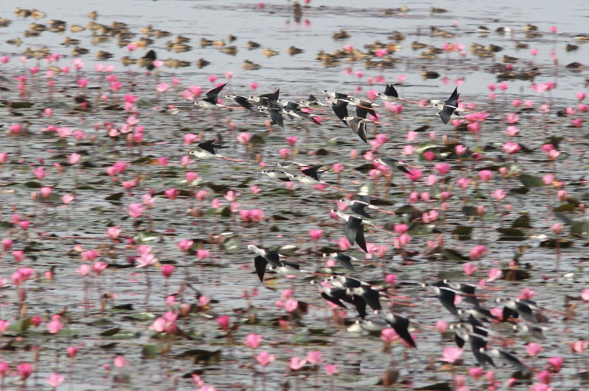 Black-winged Stilt - Petri Salakka