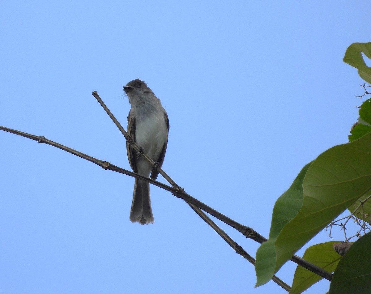 Puerto Rican Flycatcher - ML612756776