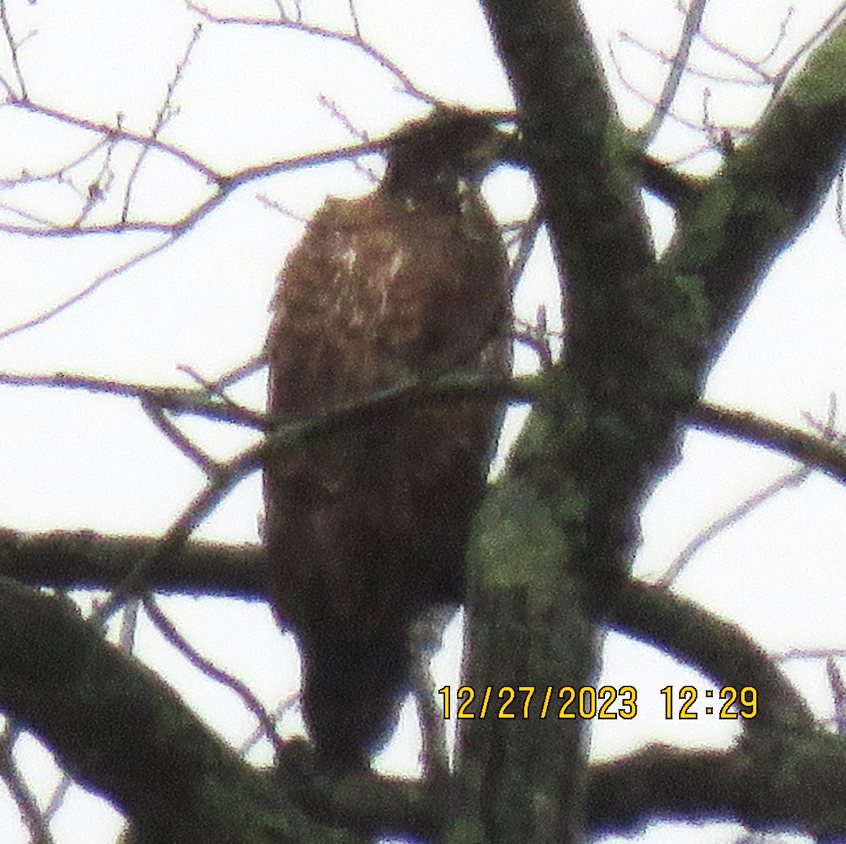 Weißkopf-Seeadler - ML612756795